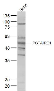 PCTAIRE1 Rabbit Polyclonal Antibody