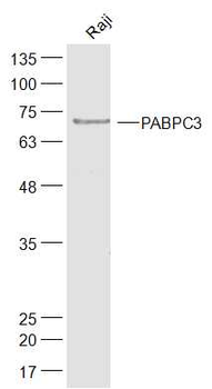 PABPC3 Rabbit Polyclonal Antibody