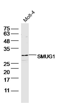 SMUG1 Rabbit Polyclonal Antibody