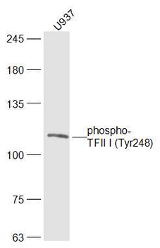 Phospho-TFII I (Tyr248) Rabbit Polyclonal Antibody