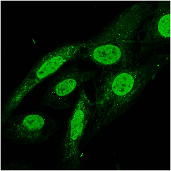 VPS13D Rabbit Polyclonal Antibody