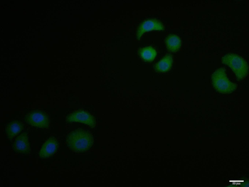 Phospho-MYPT1 (Thr696) Rabbit Polyclonal Antibody