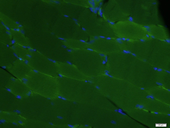 COX4I1 Mouse Monoclonal Antibody (Mitochondrial Loading Control)