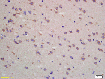 ADORA1 Rabbit Polyclonal Antibody