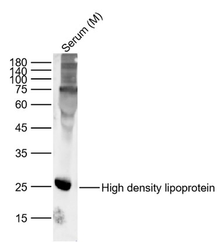 High density lipoprotein Rabbit Polyclonal Antibody
