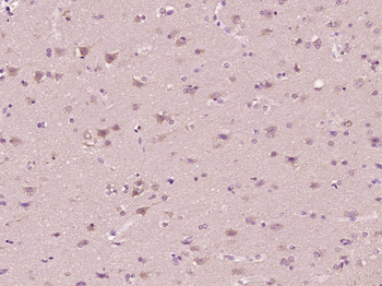 Bax Rabbit Polyclonal Antibody