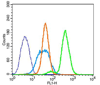 Phospho-Bcl-2 (Thr129) Rabbit Polyclonal Antibody