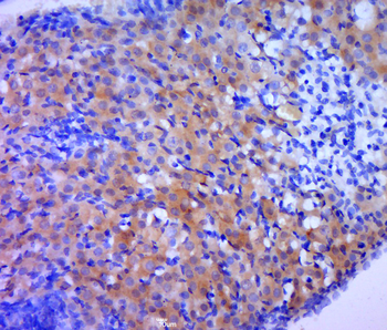 Phospho-Bcl-2 (Thr129) Rabbit Polyclonal Antibody