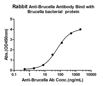 Brucella Rabbit Polyclonal Antibody