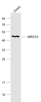 MRG15 Rabbit Polyclonal Antibody