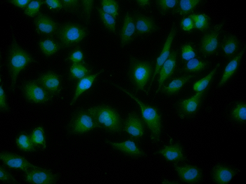Phospho-Cdc6 (Ser54) Rabbit Polyclonal Antibody