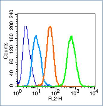 Phospho-CREB-1 (Ser121) Rabbit Polyclonal Antibody