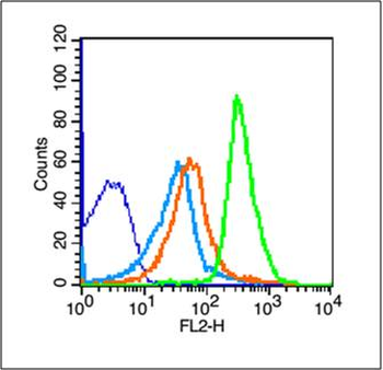 NKG2D Rabbit Polyclonal Antibody