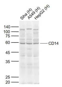 CD14 Rabbit Polyclonal Antibody