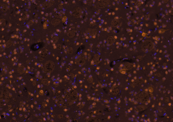 C-Maf Rabbit Polyclonal Antibody