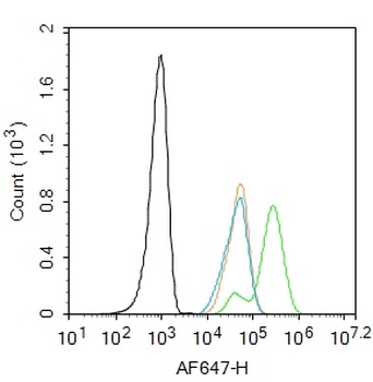 Phospho-PTEN (Ser385) Rabbit Polyclonal Antibody