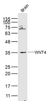 WNT4 Rabbit Polyclonal Antibody