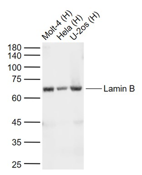 Lamin B1 Mouse Monoclonal Antibody (Nuclear Loading Control)