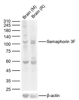 Semaphorin 3F Rabbit Polyclonal Antibody