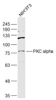 PKC alpha Rabbit Polyclonal Antibody