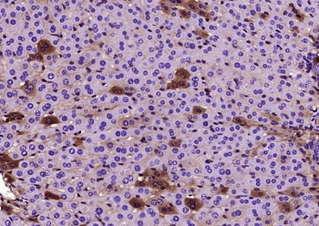 Alpha Tubulin Mouse Monoclonal Antibody