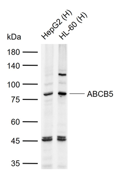 ABCB5 Mouse Monoclonal Antibody