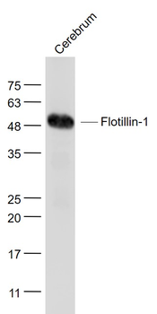 Flotillin-1 Mouse Monoclonal Antibody