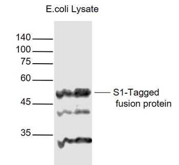 S1-Tag Rabbit Polyclonal Antibody