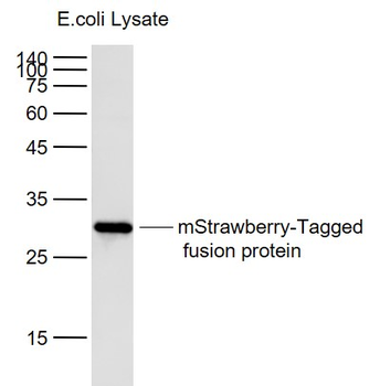 MStrawberry Mouse Monoclonal Antibody