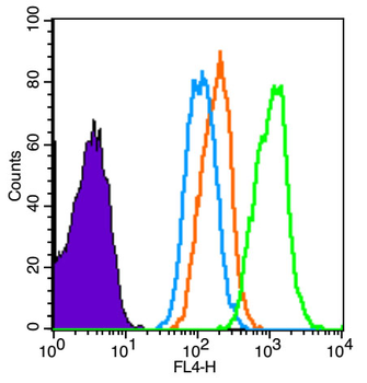 CD1E Rabbit Polyclonal Antibody