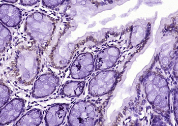 Histone H3 (tri methyl K79) Mouse Monoclonal Antibody