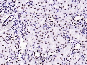 Histone H3 (tri methyl K79) Mouse Monoclonal Antibody