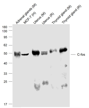 C-fos Mouse Monoclonal Antibody