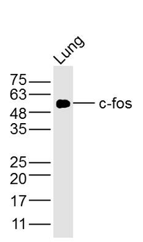 C-fos Mouse Monoclonal Antibody