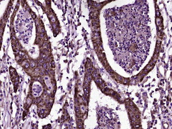 CD200 Rabbit Polyclonal Antibody