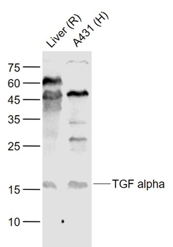 TGF alpha Rabbit Polyclonal Antibody