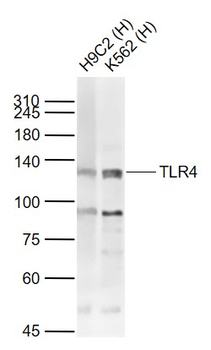 TLR4 Rabbit Polyclonal Antibody