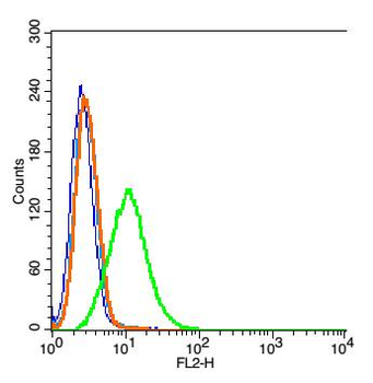 LRRK2 Rabbit Polyclonal Antibody