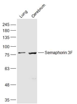 Semaphorin 3F Rabbit Polyclonal Antibody