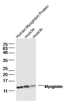 Myoglobin Rabbit Polyclonal Antibody
