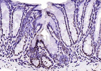 Histone H3 (di methyl K79) Mouse Monoclonal Antibody