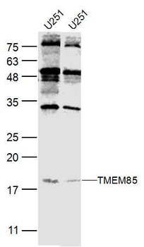TMEM85 Rabbit Polyclonal Antibody