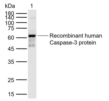 Active Caspase 3 Mouse mAb