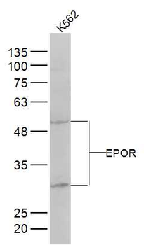 EPOR Rabbit Polyclonal Antibody