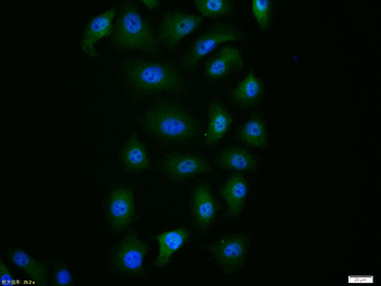 Caspase-9 Rabbit Polyclonal Antibody
