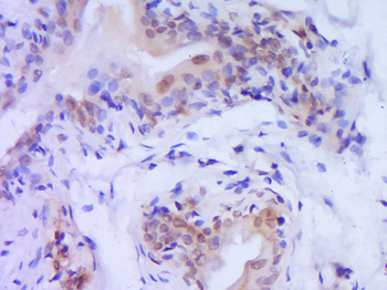 Caspase-9 Rabbit Polyclonal Antibody