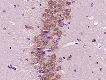NeuN Rabbit Polyclonal Antibody