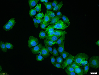 Beta-Actin Antibody