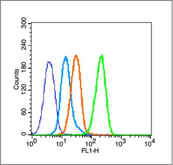 HMGB1 Rabbit Polyclonal Antibody