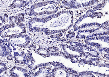 GAPDH Antibody